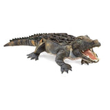 American Alligator