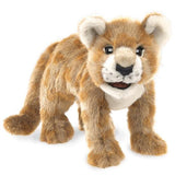 African Lion Cub