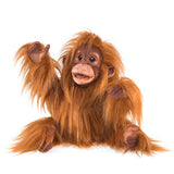 Baby Orangutan