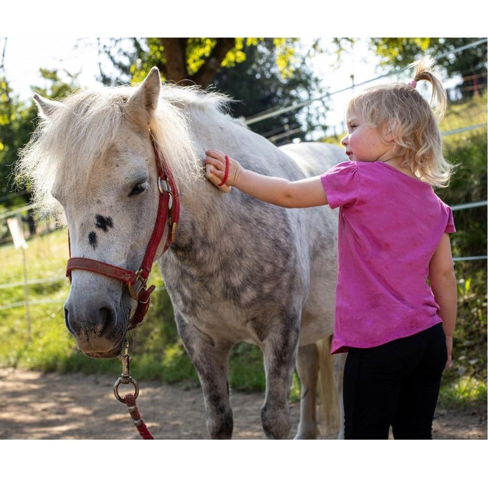 Assortment Horse Care