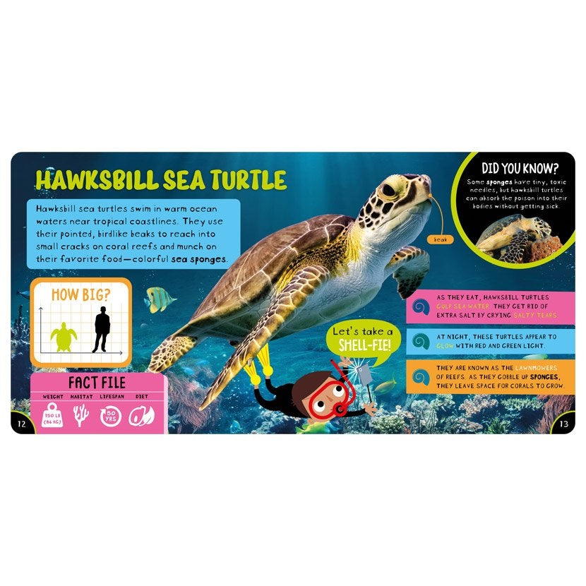Amazing Turtle - HC