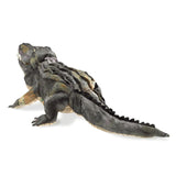 American Alligator