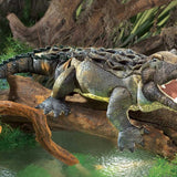 American Alligator
