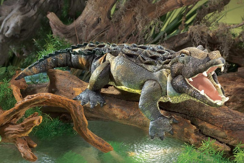 American Alligator