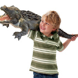 American Alligator