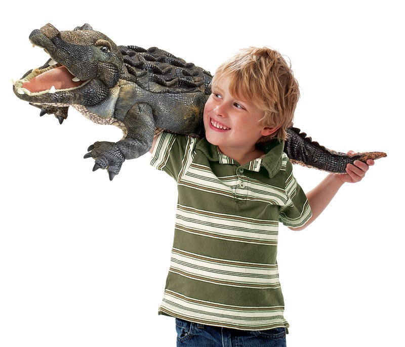 American Alligator