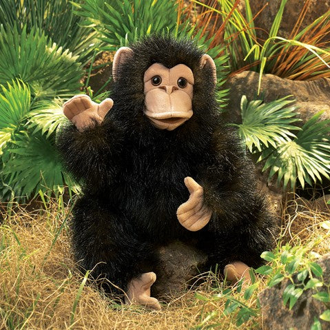 Baby Chimpanzee
