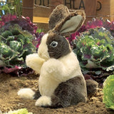 Baby Dutch Rabbit