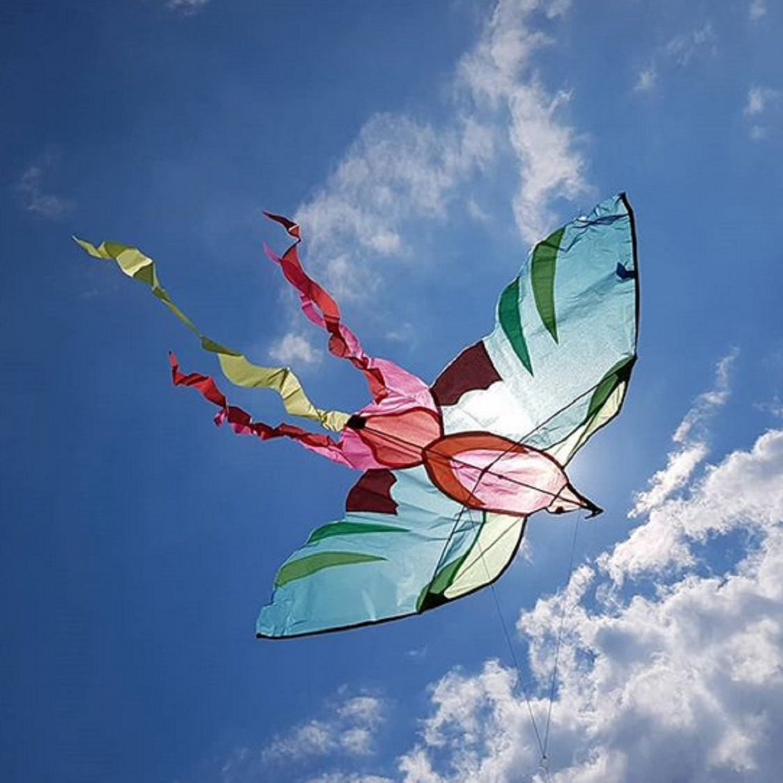 Aujourd Hui Cest Mercredi - Bird Kite