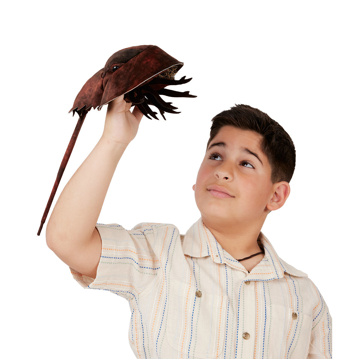 Horseshoe Crab