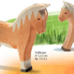 Horse - Haflinger Colt