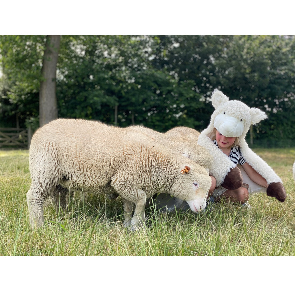 Disguise, Sheep