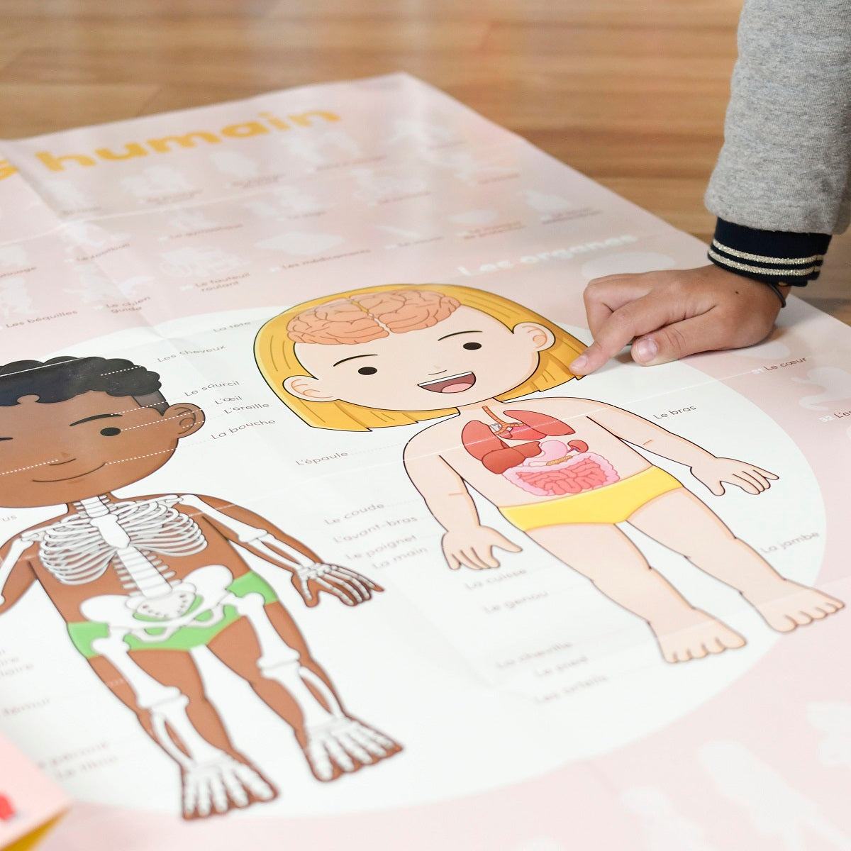 Discovery Poster Human Body XXL