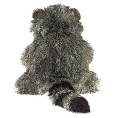 Baby Raccoon