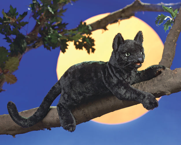 Black Cat