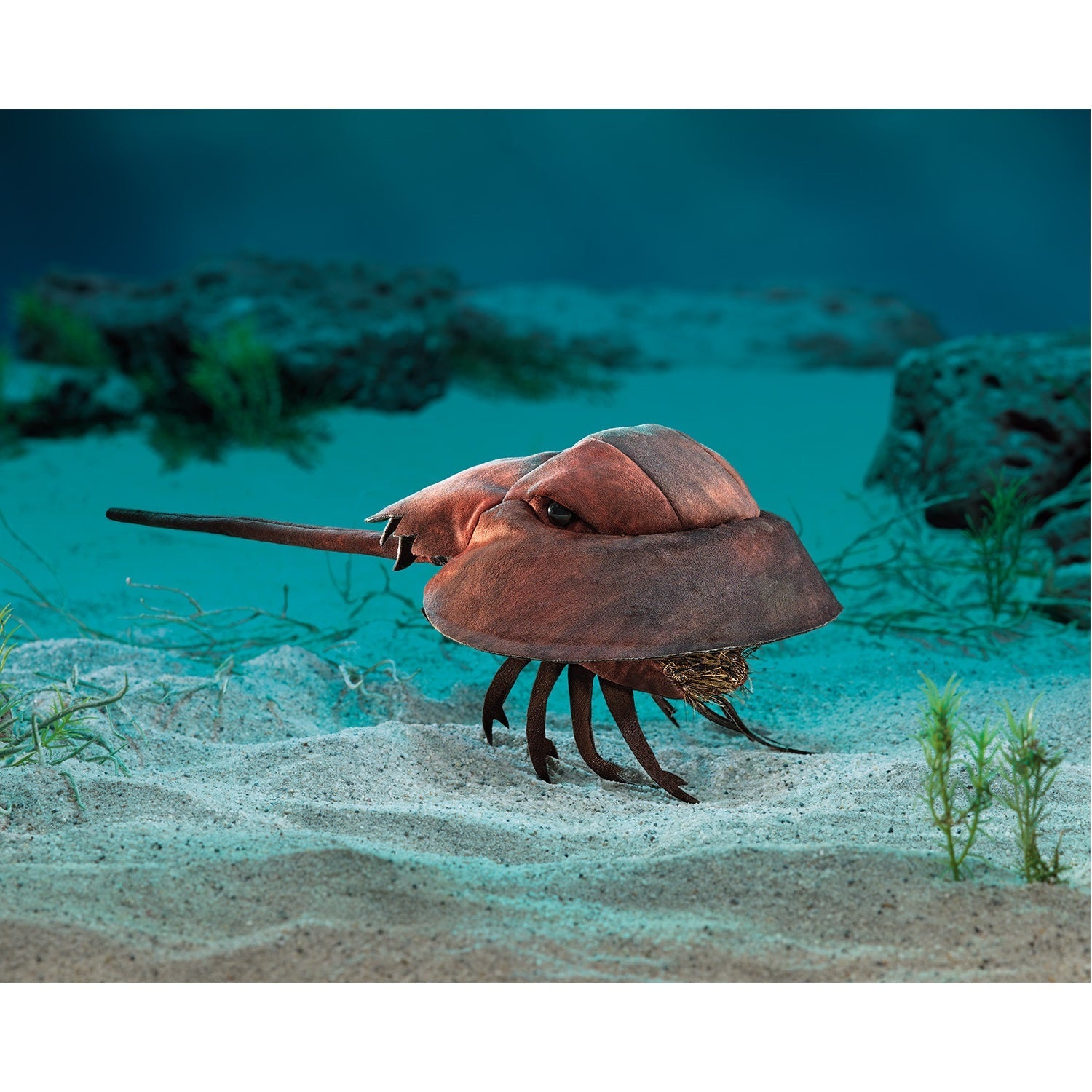 Horseshoe Crab