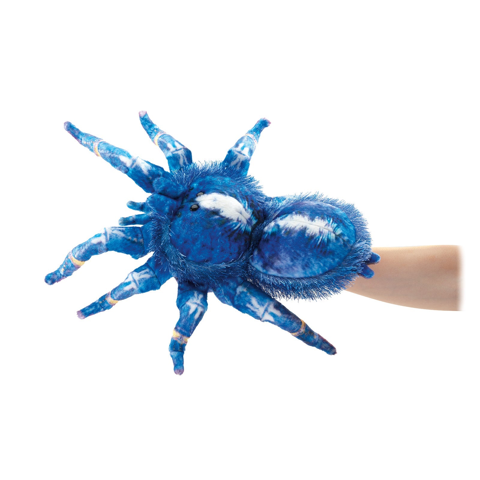 Blue Tarantula