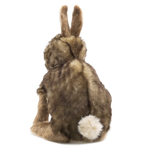 Cottontail Rabbit 