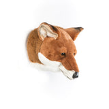Head Large Fox, Louis