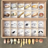 Wild 12pcs with Tray