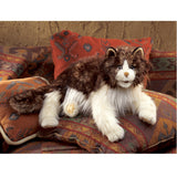 Ragdoll Cat