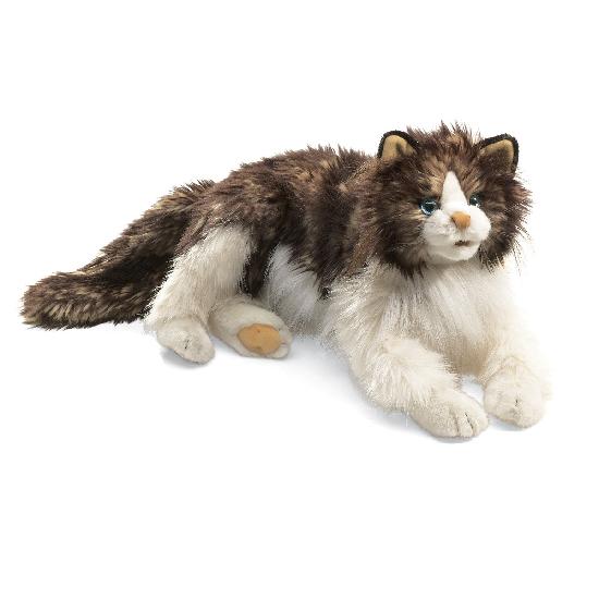 Ragdoll Cat