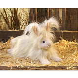 Angora Rabbit