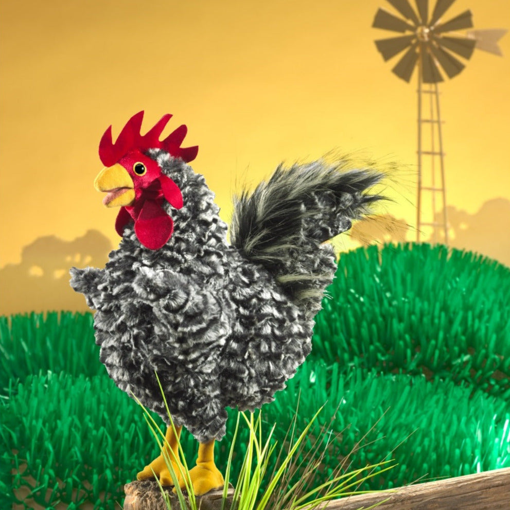 Barred Rock Rooster