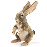 Jack Rabbit