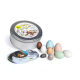 Discovery Bird Eggs