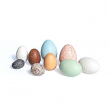 Discovery Bird Eggs
