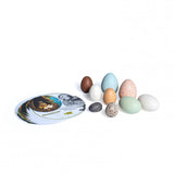 Discovery Bird Eggs