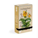 Tiny Puzzle Canadensis Flower Canada Nature
