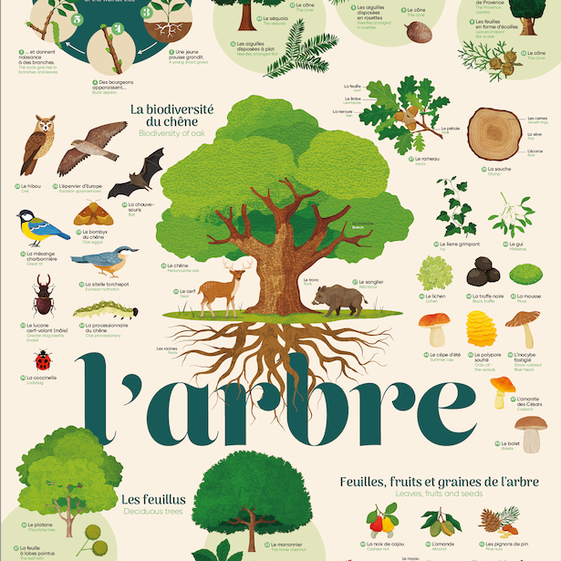 Discovery Poster Trees