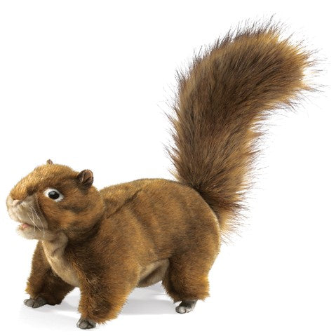 Red Squirrel