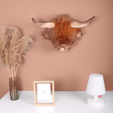 Head Large Highland Cow, Nicolas