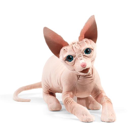 Sphynx Cat