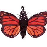 Monarch Butterfly Life Cycle
