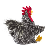 Barred Rock Rooster