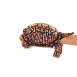 Box Turtle Puppet NEW JUNE 2026