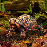 Box Turtle Puppet NEW JUNE 2026