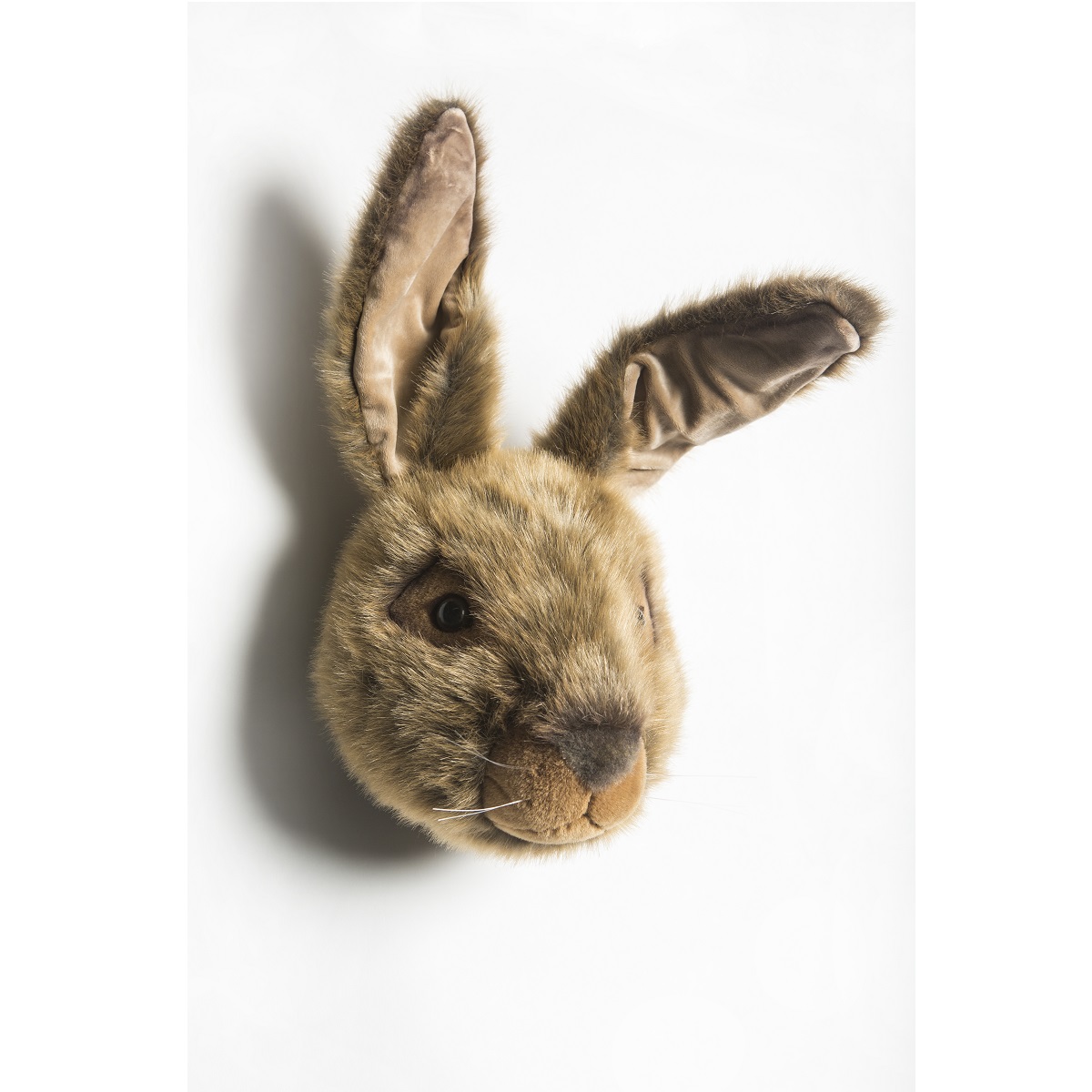 Head Large Hare, Lewis 